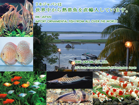 リキジャパンは世界中から熱帯魚を直輸入しています。